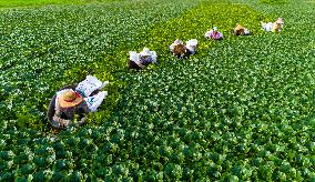 Water Chestnut Harvest