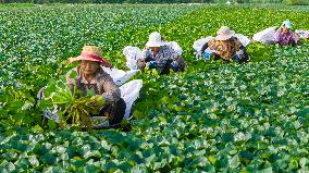 Water Chestnut Harvest