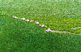 Water Chestnut Harvest