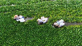 Water Chestnut Harvest