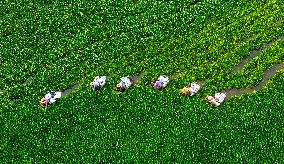 Water Chestnut Harvest