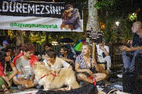 Animal Rights Advocates Fear Mass Culling - Turkey