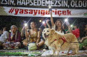 Animal Rights Advocates Fear Mass Culling - Turkey