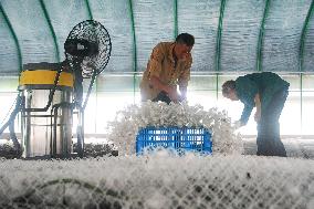 Silkworm Cocoons Greenhouse