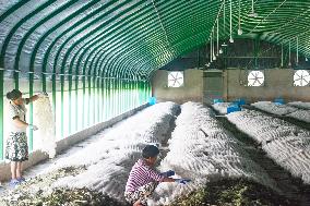 Silkworm Cocoons Greenhouse