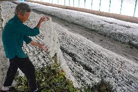 Silkworm Cocoons Greenhouse