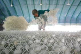 Silkworm Cocoons Greenhouse