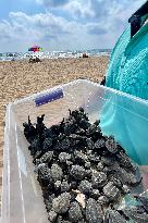 Sea Turtles Released - Lebanon