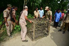 India Wildlife