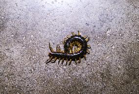 Animal India - Centipedes