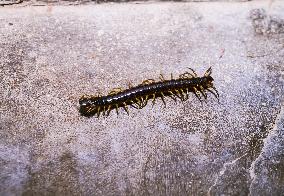 Animal India - Centipedes