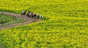 Rapeseed Flowers Tour in Zhangye