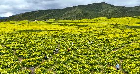 Rapeseed Flowers Tour in Zhangye