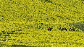 Rapeseed Flowers Tour in Zhangye