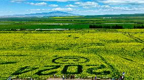 Rapeseed Flowers Tour in Zhangye