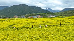 Rapeseed Flowers Tour in Zhangye