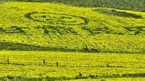 Rapeseed Flowers Tour in Zhangye