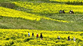 Rapeseed Flowers Tour in Zhangye