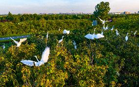 Egrets Hover in A Forest in Taicang