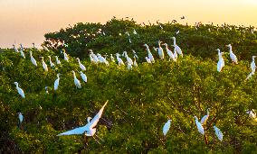 Egrets Hover in A Forest in Taicang