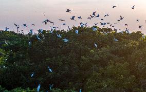 Egrets Hover in A Forest in Taicang