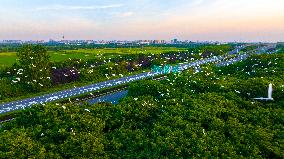 Egrets Hover in A Forest in Taicang