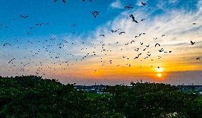 Egrets Hover in A Forest in Taicang