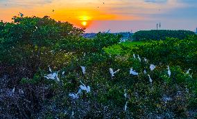 Egrets Hover in A Forest in Taicang