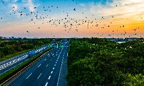 Egrets Hover in A Forest in Taicang