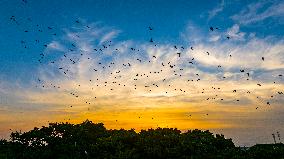 Egrets Hover in A Forest in Taicang