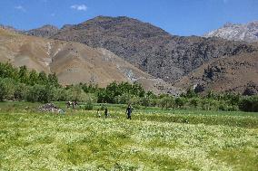 Daily Life In Drass, India