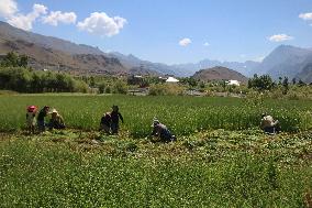 Daily Life In Drass, India