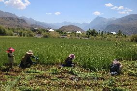 Daily Life In Drass, India