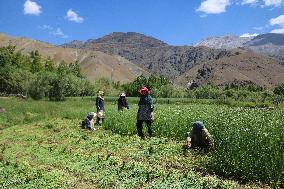 Daily Life In Drass, India