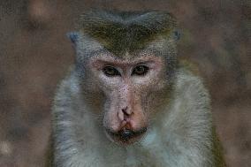 Toque Macaqus In Sri Lanka