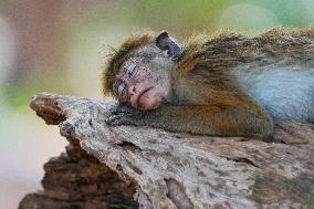 Toque Macaqus In Sri Lanka