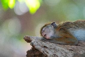 Toque Macaqus In Sri Lanka