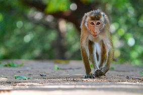 Toque Macaqus In Sri Lanka