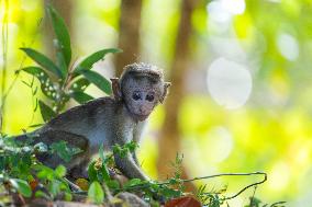 Toque Macaqus In Sri Lanka