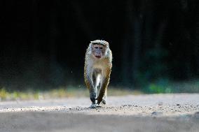 Toque Macaqus In Sri Lanka