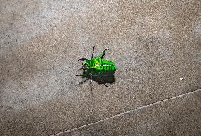 Heterorhina Elegans - Scarab Beetle - Animal India