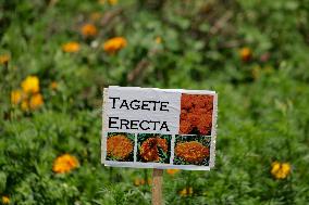 Start Of Production Of Flor De Cempoalxóchitl In Mexico