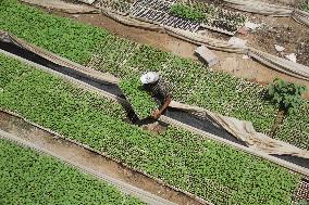 MIDEAST-GAZA-BEIT LAHIA-ROOFTOP FARM