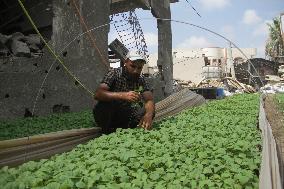 MIDEAST-GAZA-BEIT LAHIA-ROOFTOP FARM