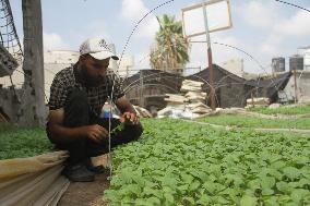 MIDEAST-GAZA-BEIT LAHIA-ROOFTOP FARM