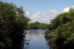 SRI LANKA-MANGROVES-WETLANDS