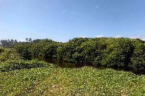 SRI LANKA-MANGROVES-WETLANDS