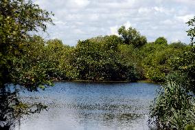 SRI LANKA-MANGROVES-WETLANDS