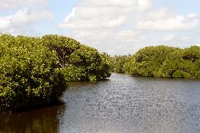 SRI LANKA-MANGROVES-WETLANDS