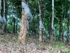 Rubber Estate In Kerala